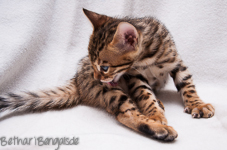 Bengal Kitten rosetted